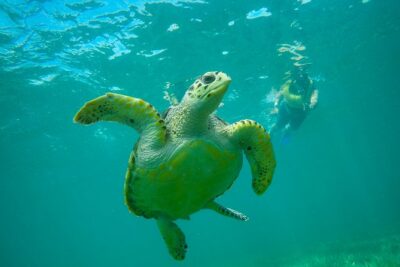 Cancun Adventure: Reef Snorkeling & Parasailing Experience