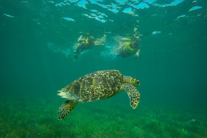 Cancun Adventure: Reef Snorkeling & Parasailing Experience - Equipment, instruction, and comfort