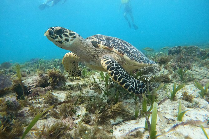 Cancun Fly and Swim Parasailing and Snorkeling Combo Tour - The shipwreck, reef, and possible turtle habitat
