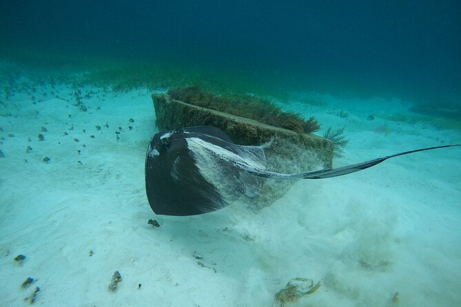 Cancun Fly and Swim Parasailing and Snorkeling Combo Tour - What the $20 dock fee means for value