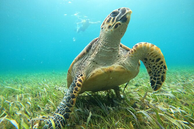 Cancun Fly and Swim Parasailing and Snorkeling Combo Tour - Who should book this Cancun combo
