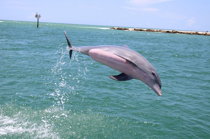 Experience Parasailing in Sarasota - A short flight with a strong sense of occasion