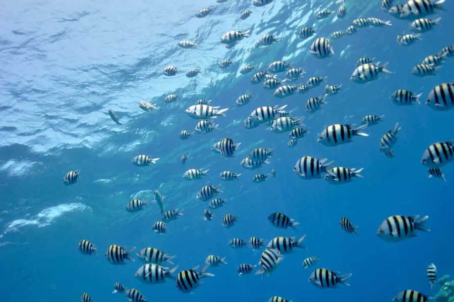 Hurghada: Glass Boat & Snorkeling with Optional Parasailing - Key points at a glance