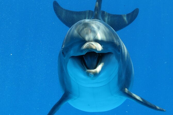 Private Speedboat To Dolphin House With Parasailing - Hurghada - A fast morning from Hurghada to Dolphin House