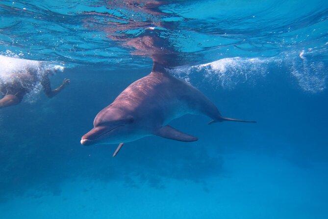 Private Speedboat To Dolphin House With Parasailing - Hurghada - A private boat changes the feel of the outing
