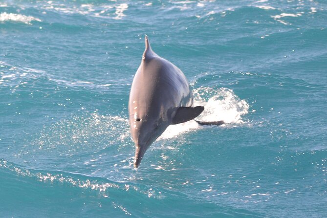 Private Speedboat To Dolphin House With Parasailing - Hurghada - What is included for the $80 price