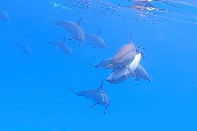 Private Speedboat To Dolphin House With Parasailing - Hurghada - The food and drink are simple but useful