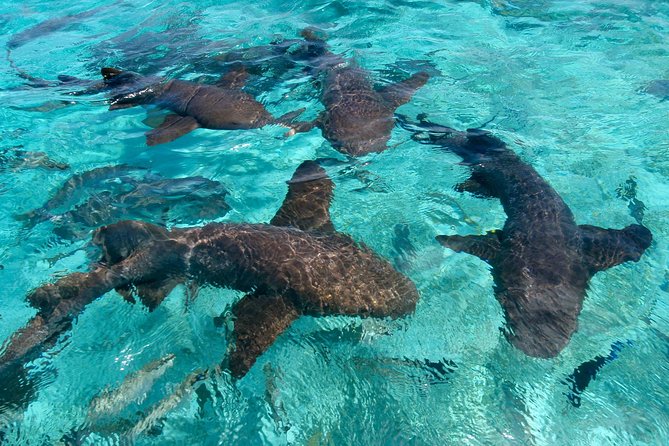 Sharks & Stingrays Snorkeling in Punta Cana with Parasailing - What the Punta Cana water adventure is really like