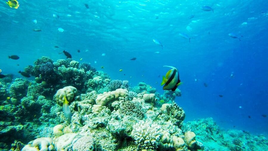 Sharm El-Sheikh: Parasailing, Camel Ride, Dive & Quad Bike - Parasailing gives you the broadest view